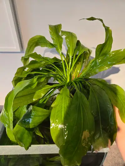 Amazon Sword Plant - XL, View more