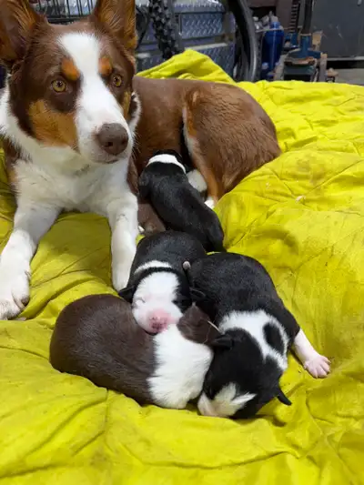 Aussie/Collie Pups, View more
