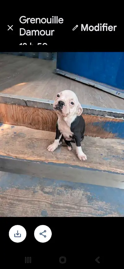 Chiot Boston Terrier Contacter Yves 438-5086540, View more