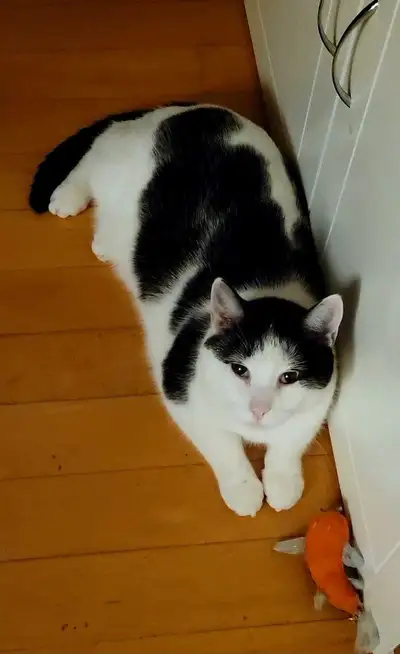 Cookie est un chat mâle d'environ 7 ans ( sauvé de l'errance en mars 2020 alors qu'il avait entre 1...