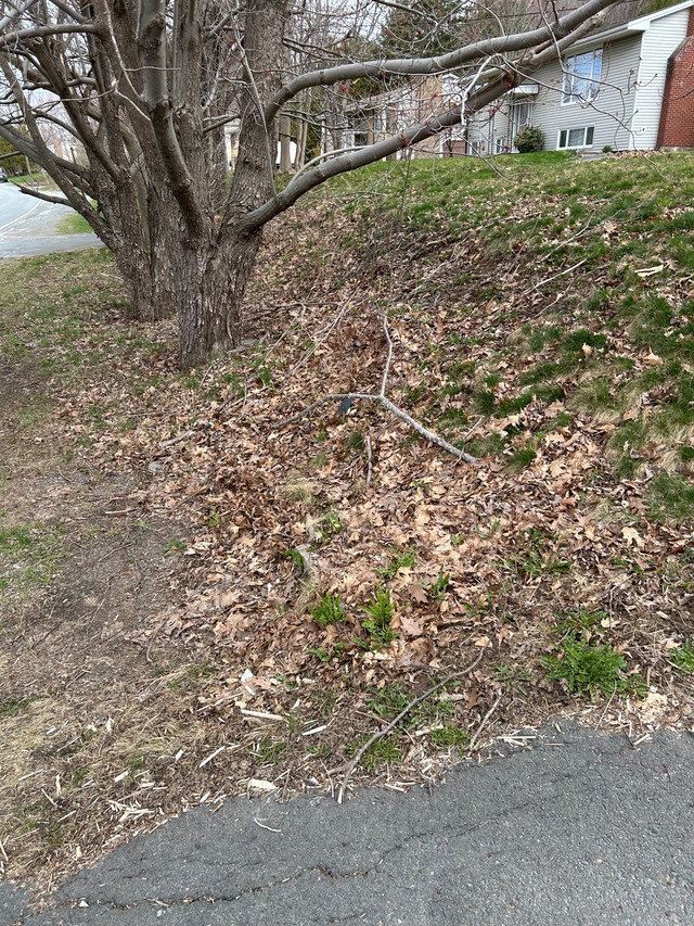 Spring Clean Ups in Lawn, Tree Maintenance & Eavestrough in Dartmouth - Image 3
