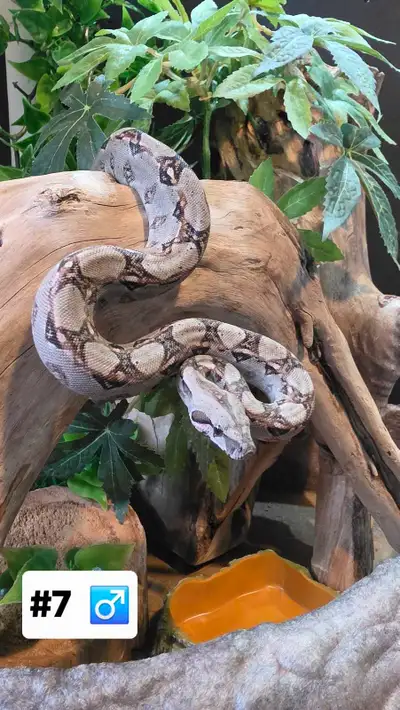Boa Constrictor BB, View more