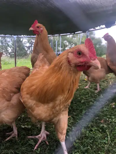Pure Buff Orpington Roosters, View more