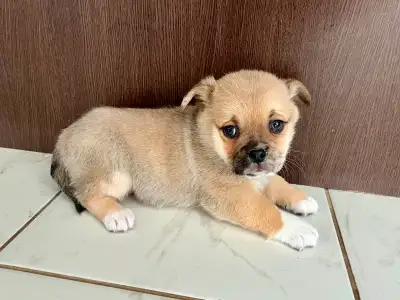 Adorable Rare Porgi Pug x Corgi Puppies - Super small and Tiny, View more