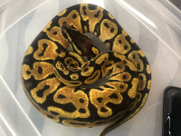 Enchi jungle pastel ball python 