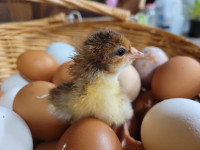 Speckled Sussex chicks for sale