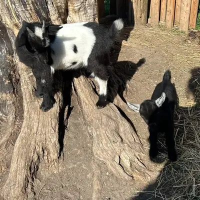 Baby Goats , View more