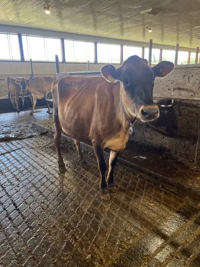 Jersey nurse cow and jersey calf, View more