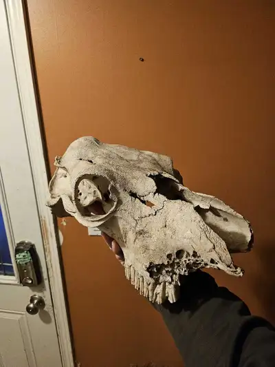 I have a cow skull for sale asking 25$ pickup only