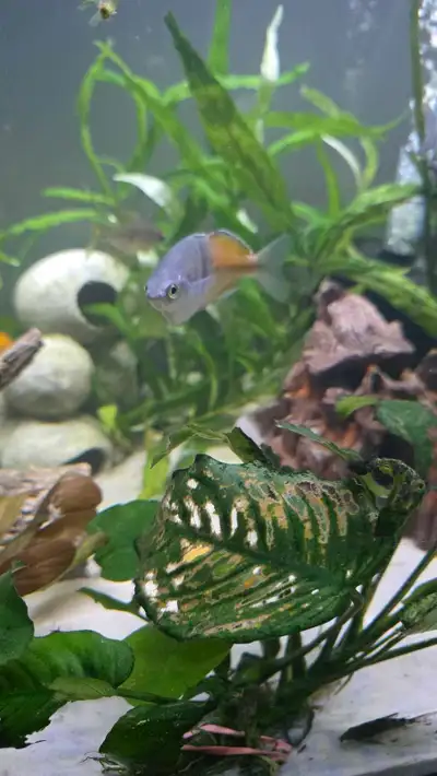 one bosemani rainbow fish for sale or trade., View more