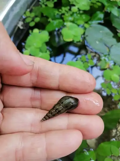 Malaysian Trumpet Snails – $1 each (Minimum order $5) Hardy and easy to care for, reproduce quickly,...