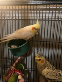 Beautiful cockatiel pair with fair size cage