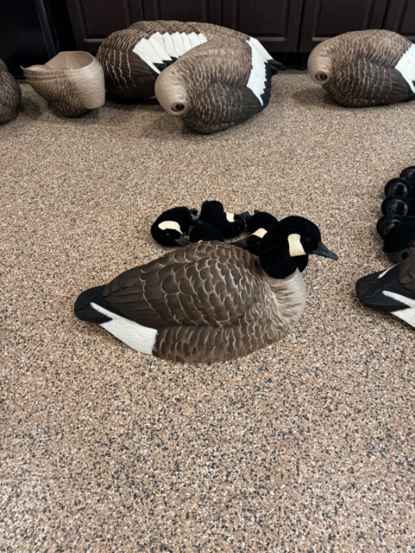 Hunting Gear - Canada Goose Half Shell Field Decoys in Fishing, Camping & Outdoors in Strathcona County - Image 3