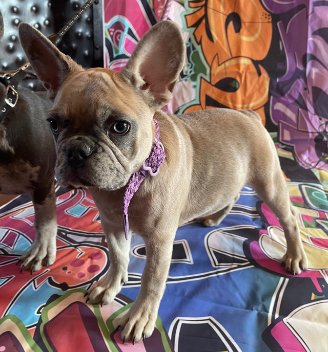 French Bulldog Puppies in Dogs & Puppies for Rehoming in Edmonton - Image 3