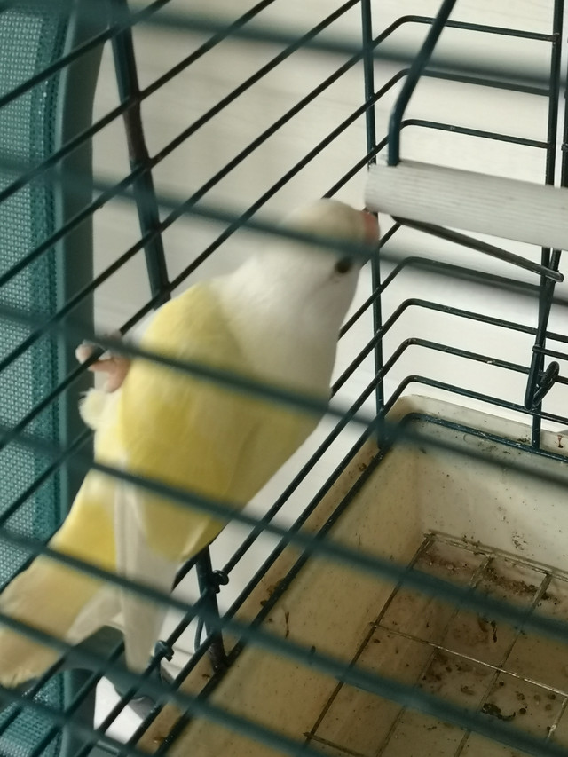 Baby Lovebirds | Birds for Rehoming | Woodstock | Kijiji