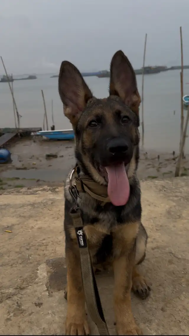 Pure German Shepherd (DDR) female puppy for sale‼️出售纯种东德牧羊犬‼️ in Dogs & Puppies for Rehoming in City of Montréal - Image 6