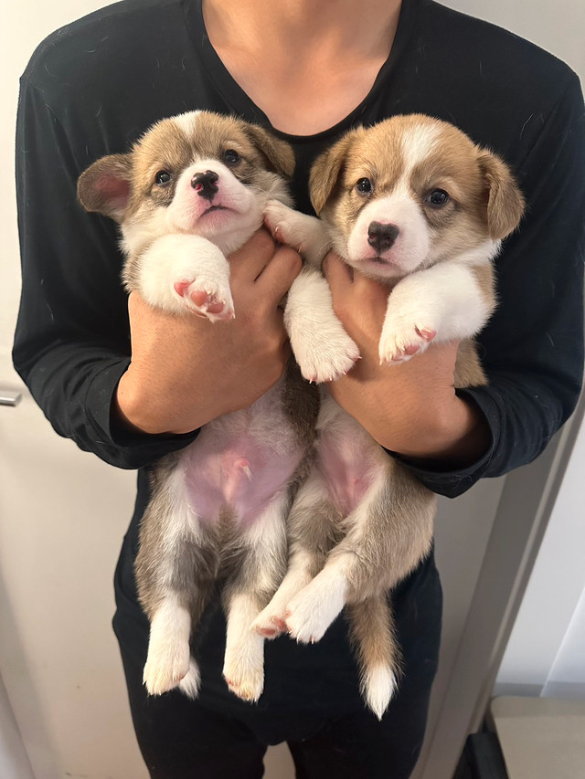 Corgi puppy in Dogs & Puppies for Rehoming in Vancouver