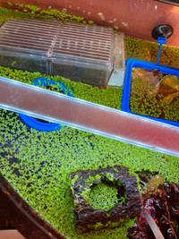 Duckweed for Sale!