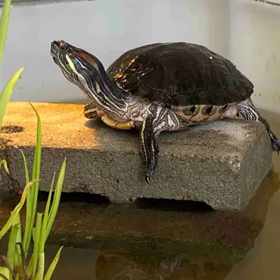 PENDING PICK UP.   Red Ear Slider Turtle (female), View more