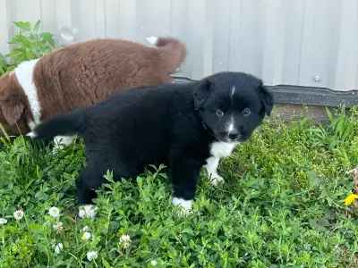 8 puppies for sale! , View more