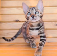 Bengal kittens for Rehoming - 3 AVAILABLE