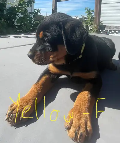 Female Rottweiler Pup, View more