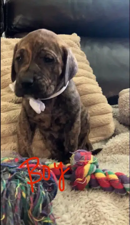 ❤️❤️ MAJESTIC MASTIFF PUP’S! ❤️❤️ in Dogs & Puppies for Rehoming in Edmonton - Image 8