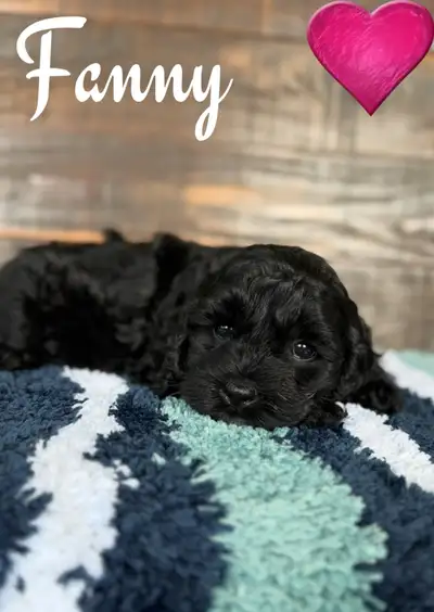 magnifiques chiots cockapoo f1, View more