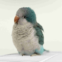 blue Quaker parrot 