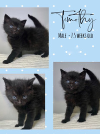 Kittens available Friday 