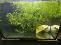 Hornwort Aquarium Plants-Du College Metro