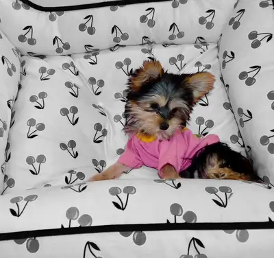 Beautiful Yorkie  terrier and morkie puppies, View more