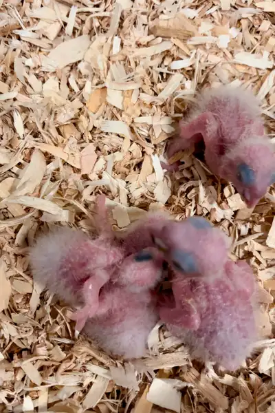 Reservations are now available for Baby White Bellied Caique Parrots. Book your new feathered friend...