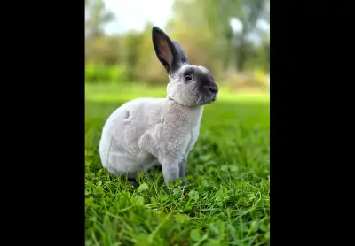 Purebred Mini Rex Doe, View more