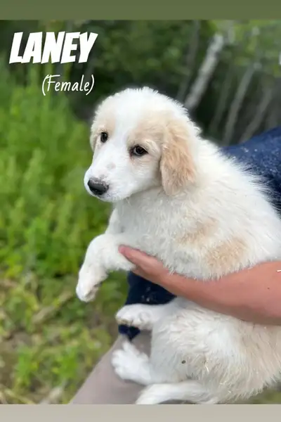 ❤️ Four Puppies ❤️ - REDUCED, View more