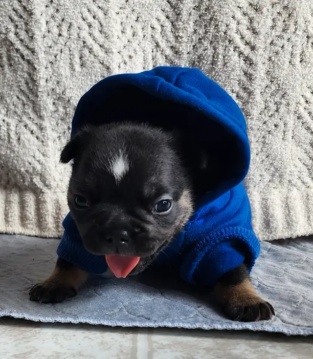 Pawdorabulls French Bulldogs - ready Sept 2nd in Dogs & Puppies for Rehoming in Ottawa - Image 2