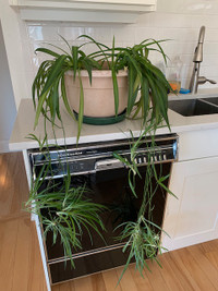 Large spider plant