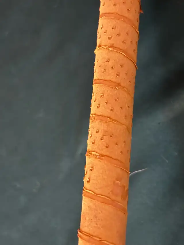 Titleist  735 3 Iron in Golf in Kitchener / Waterloo - Image 9