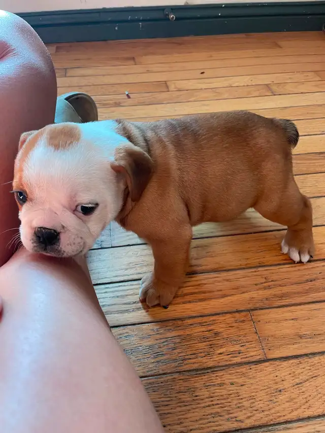 Gorgeous bulldog puppy in Dogs & Puppies for Rehoming in London - Image 2