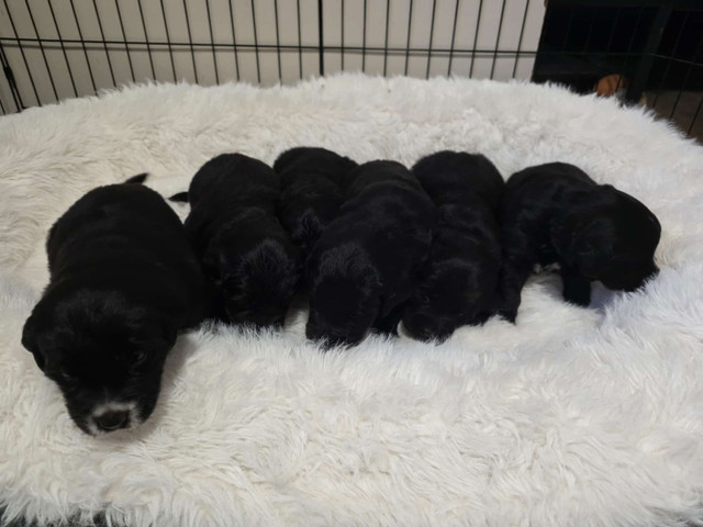 Newfoundland/Golden Retriever Puppies in Dogs & Puppies for Rehoming in Dartmouth
