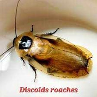 Discoid roachs 10/30$ LEGAL FEEDER