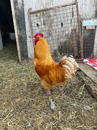 Golden rooster 