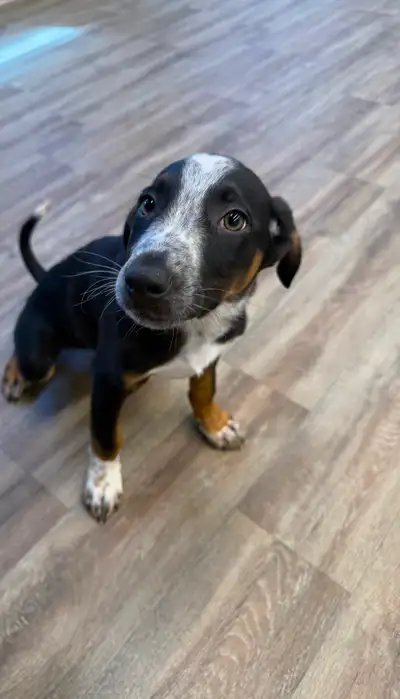 Italian Grey hound Mix Male, View more