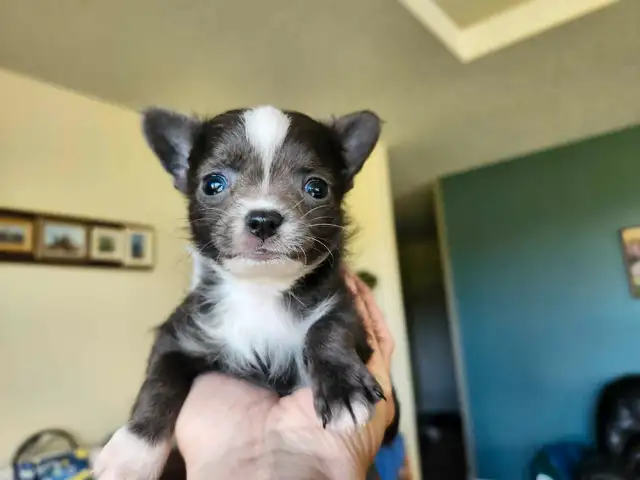 ❤️Applehead Chihuahua puppies- last one! ❤️ in Dogs & Puppies for Rehoming in Edmonton - Image 2