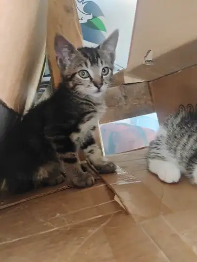 sweet and playful kittens, View more