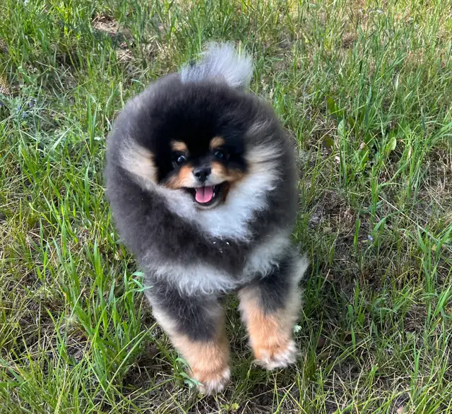 Adorable Cream Pomeranian Girl in Dogs & Puppies for Rehoming in Vernon - Image 8