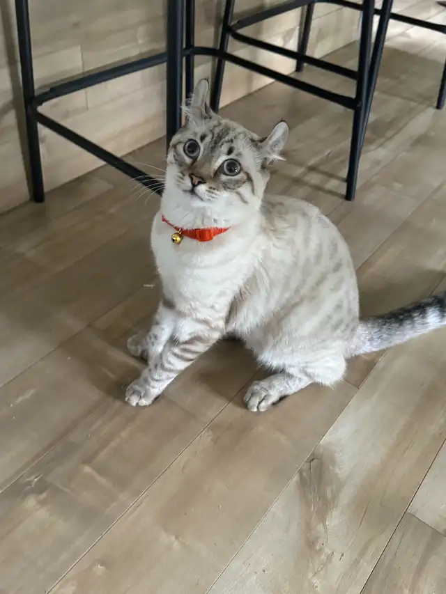 highland lynx  in Cats & Kittens for Rehoming in Trois-Rivières - Image 7