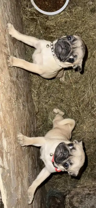 Purebred Pug Puppies, View more
