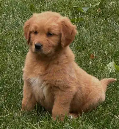 Golden retriever puppies!, View more