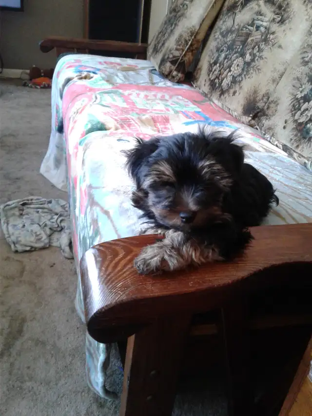 only 4 prebred yorkshire terriers left in Dogs & Puppies for Rehoming in Hamilton - Image 12